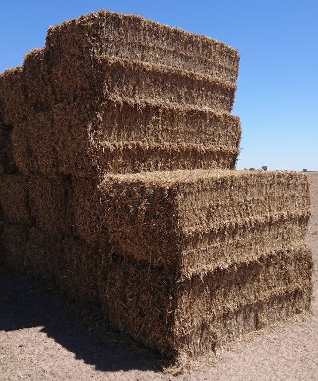 Pea Straw Large Squares Hay & Fodder Pea Straw For Sale